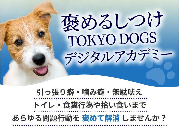 愛犬オーダーメイド褒めるしつけ代行